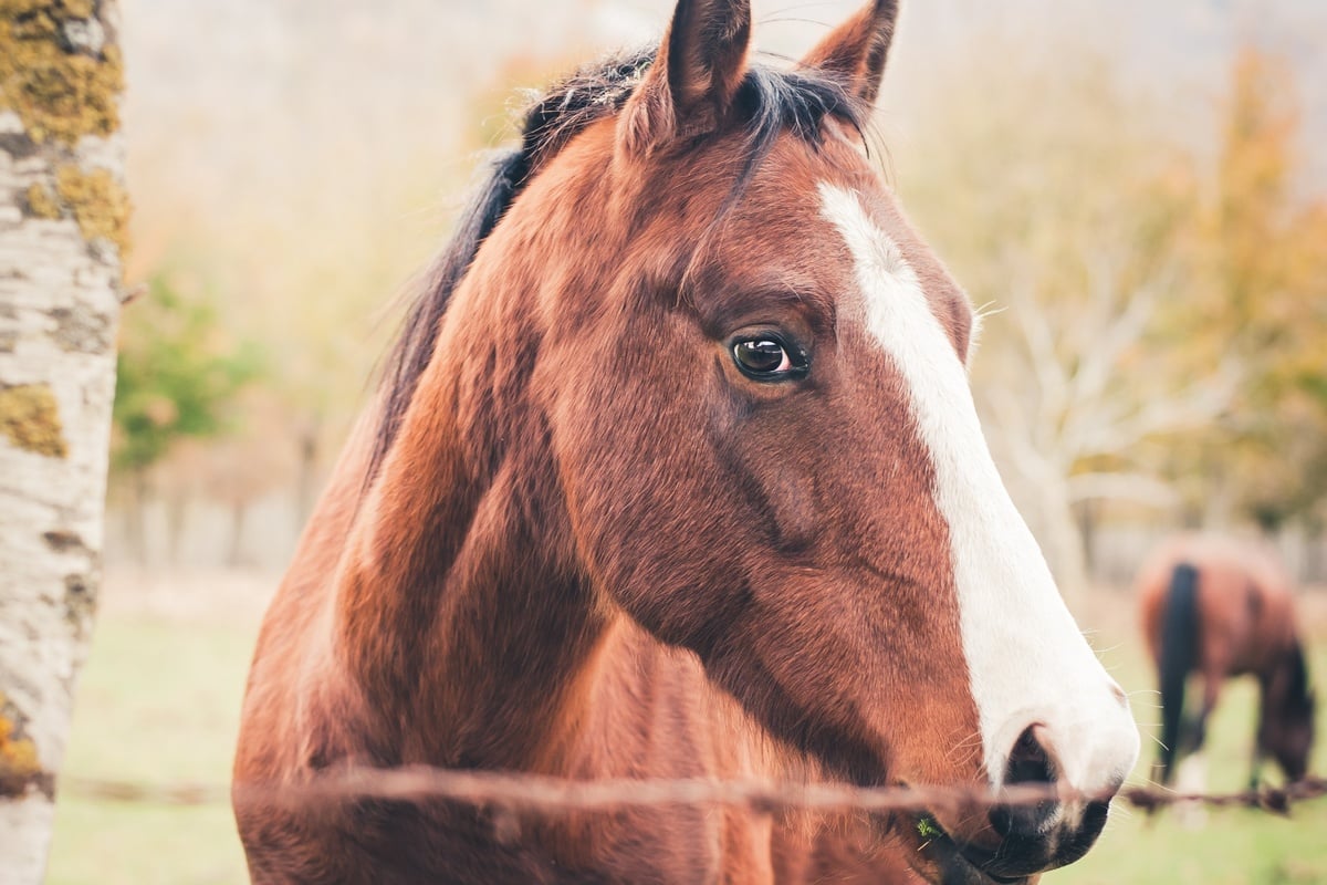 Ltestes Pferd Der Welt Old Billy H Lt Den Rekord