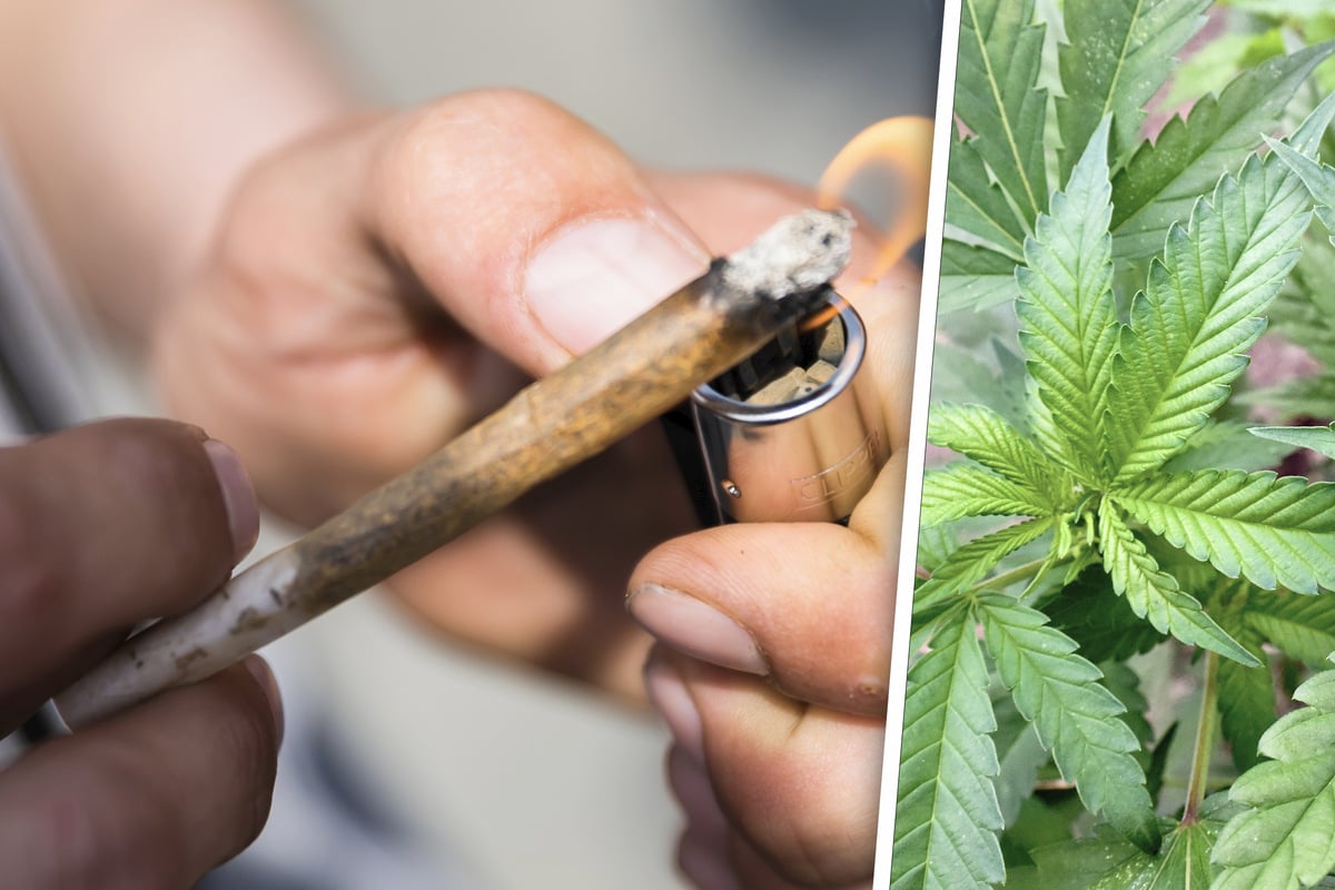 Cannabis Legalisieren Aber Vor S Igkeiten Warnen L Nder Wollen