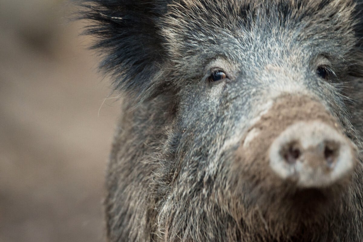 Wildschweine Bis Heute Durch Atomwaffentests Deutlich Belastet