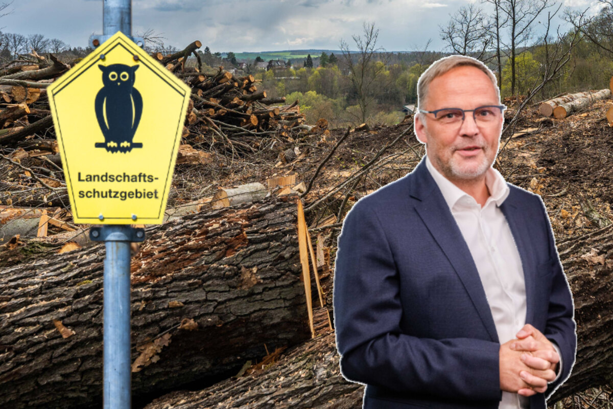 Nach Rodungen In Mittelsachsen Umweltsch Tzer Verklagen Landrat Neubauer