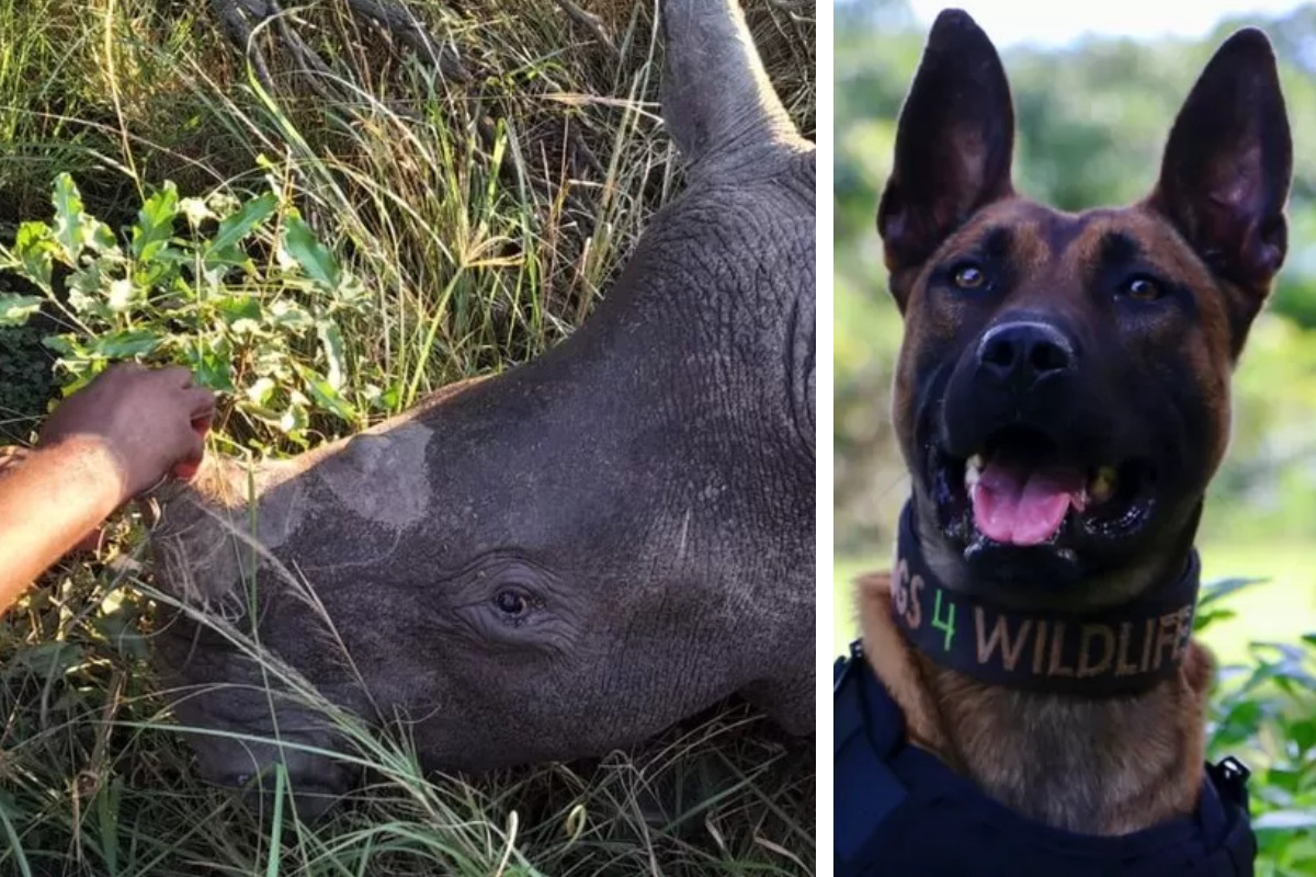 Wilderer wollen Nashörner in Südafrika fangen Dieser Hund macht ihnen