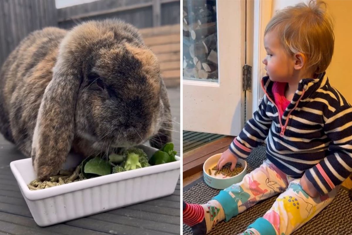 Kleine Tochter Begreift Nicht Dass Ihr Kaninchen Tot Ist Was Sie Dann