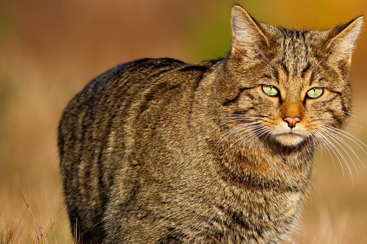 Forscher Untersuchen Magen Inhalt Toter Katzen Was Sie Darin Finden