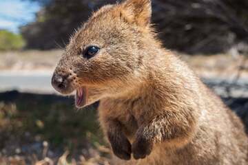 Das süßeste Tier der Welt das australische Quokka