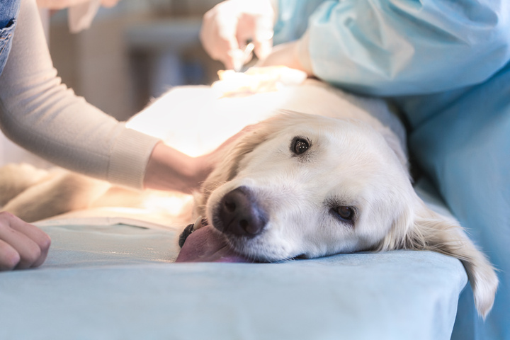 Kastration Beim Hund Solltest Du Deinen Hund Kastrieren