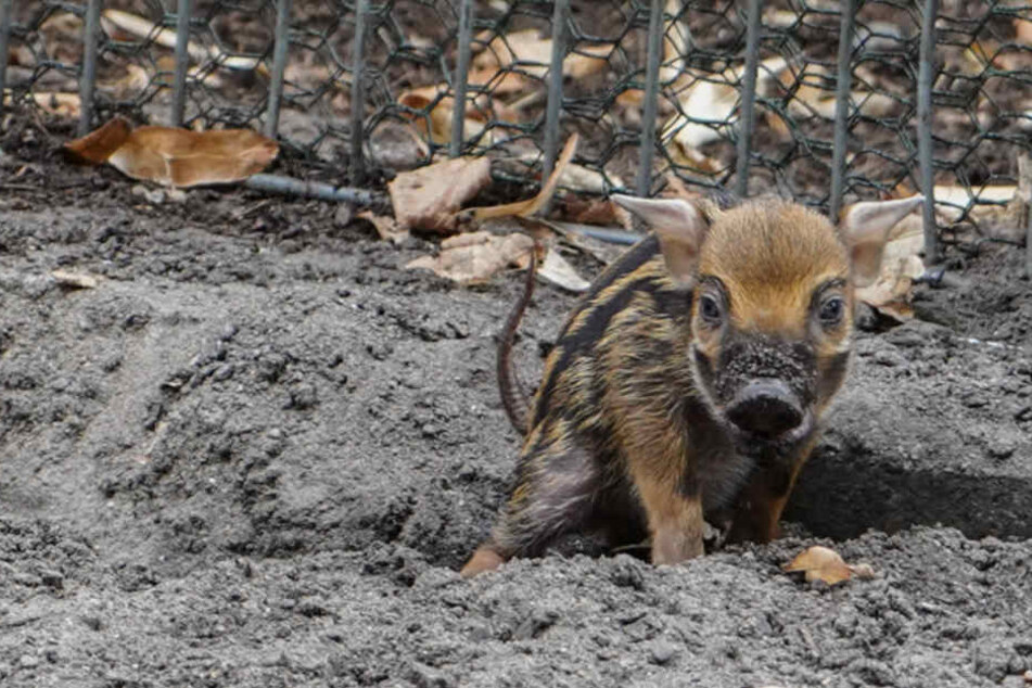 "Picasso" gibt es nicht nur im Museum Ludwig, sondern auch im Kölner Zoo.
