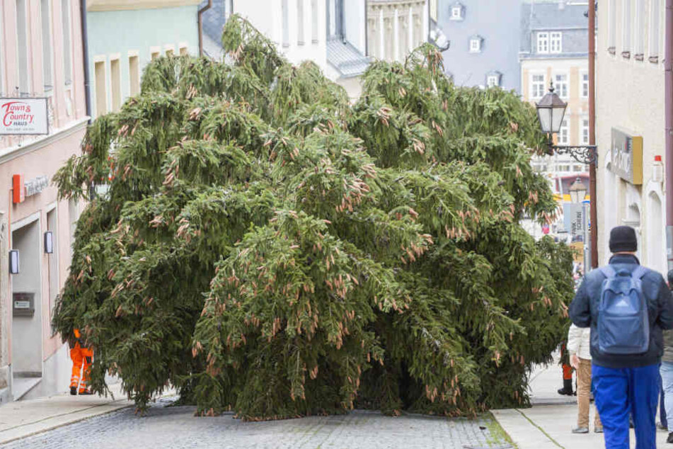 Der Baum musste durch die engen Gassen transportiert werden.