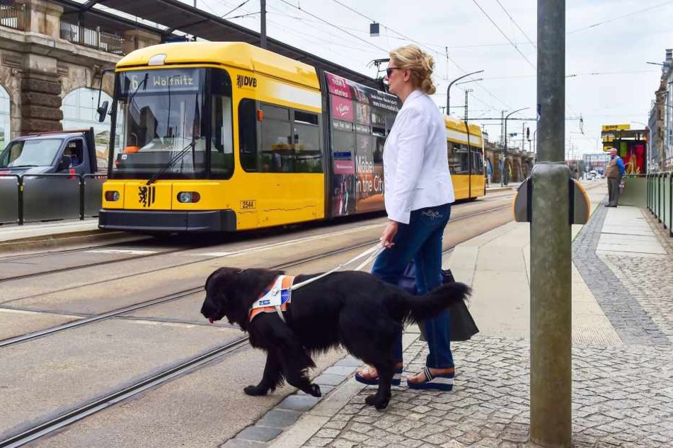 Beim Überqueren
der Straße vertraut
Carola Engelmann
ihrem Blindenführhund
Thor blind.