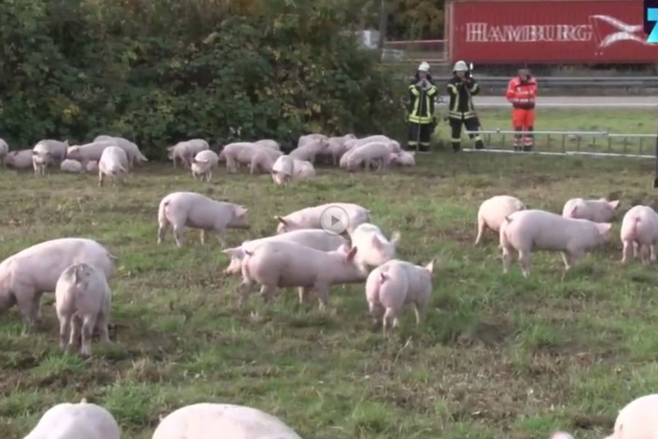 Die Schweine verharrten auf einer Wiese neben der Autobahn, einige verendeten im umgekippten Transporter.
