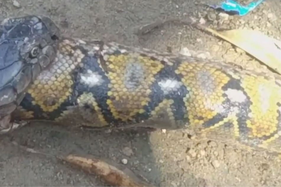 Die Kobra fraß den Python.