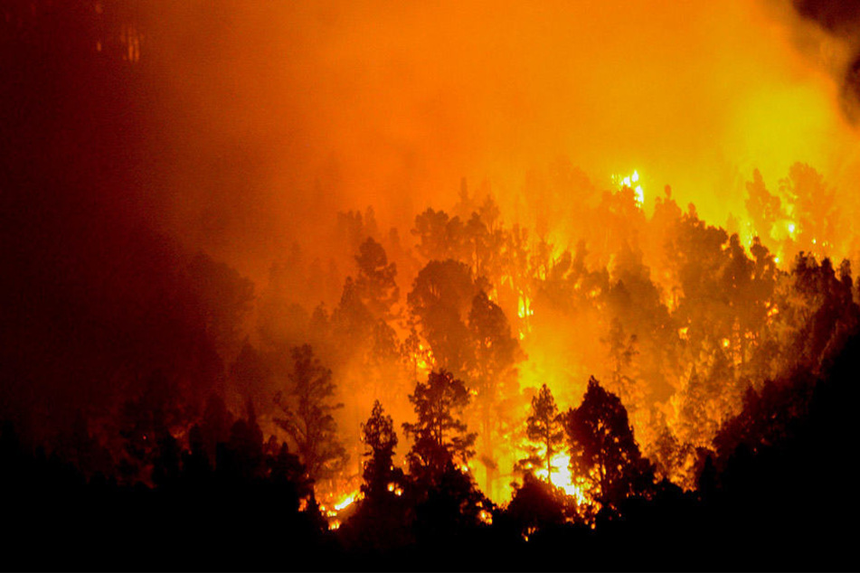 Offenbar hat ein glimmender Gegenstand einen Waldbrand südöstlich von Bad Düben ausgelöst (Symbolbild).
