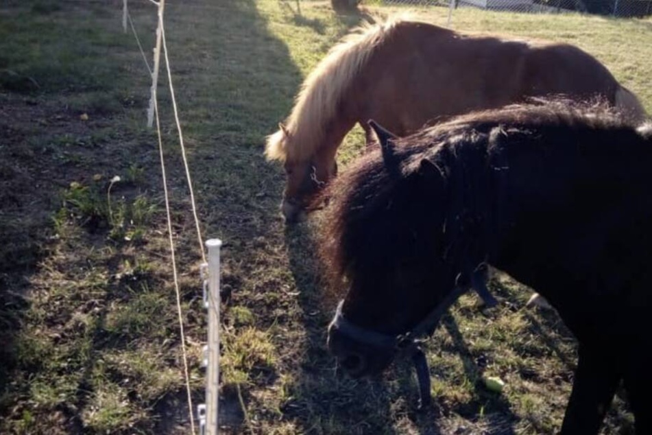 Ponys, Ziegen und Vögel leben in dem kleinen Park in Geithain.