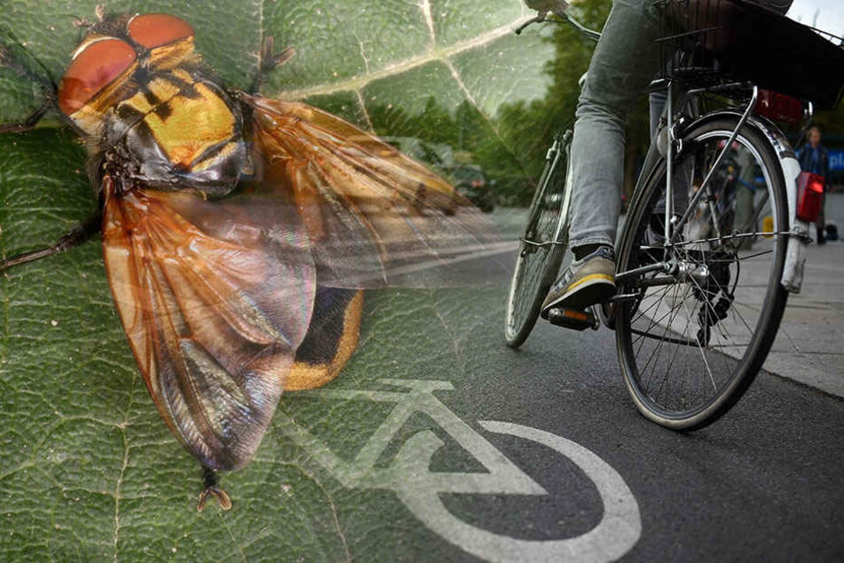 Klein, aber oho: Was auch immer den Radfahrer ablenkte, sein derzeitiger Aufenthaltsort ist unbekannt. (Symbolbild)