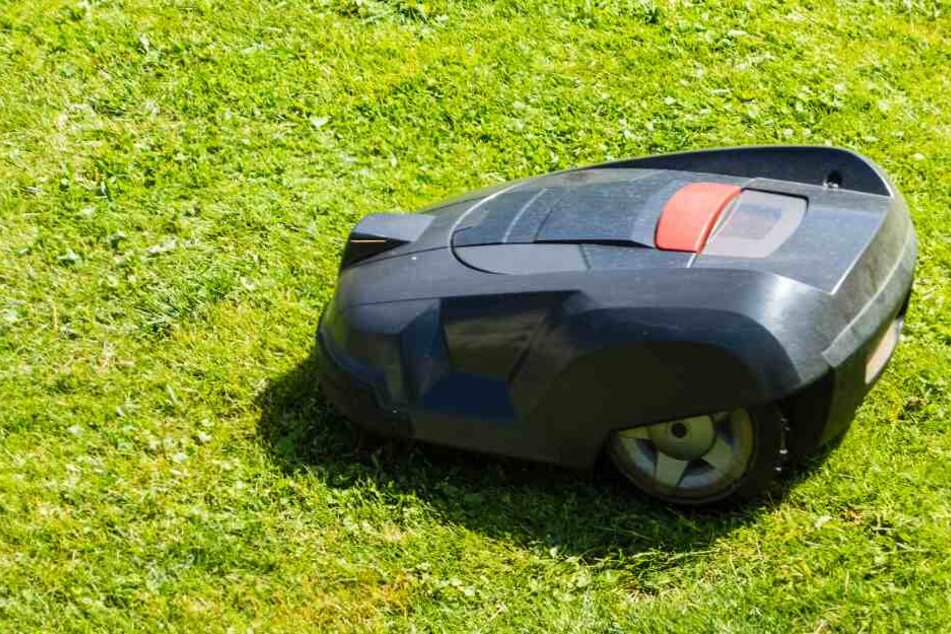 Die Mähroboter sind eine große Gefahr für wilde Tiere. (Symbolbild)