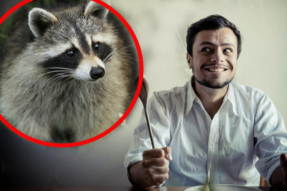 Ob es wirklich Menschen gibt, die einen Waschbären essen würden? (Bildmontage)
