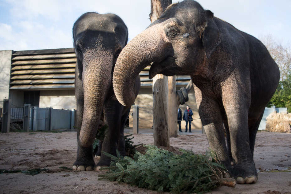 Die Wilhema möchte sich als zoologisch-botanischen Garten weiterentwickeln.