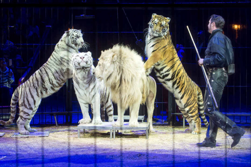 Dressur sei gut für Wildtiere, behaupten zumindest Befürworter.