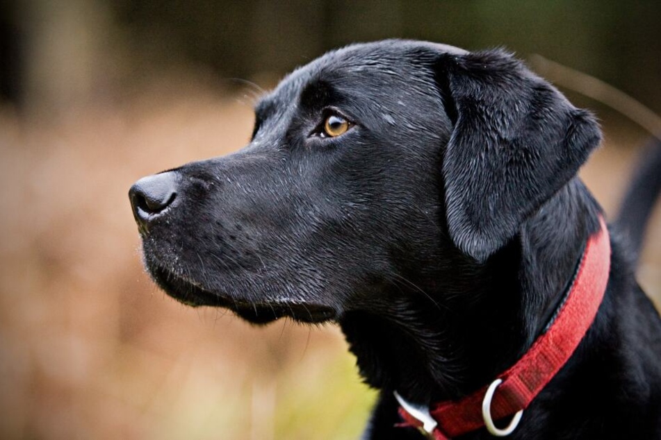 Der Labrador wurde so schwer verletzt, dass er noch an der Unfallstelle verstarb. (Symbolbild)