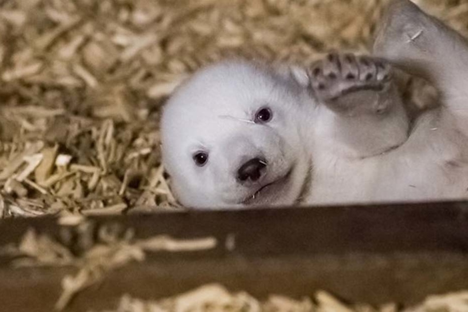 Echter Knuddel-Alarm im Berliner Tierpark!