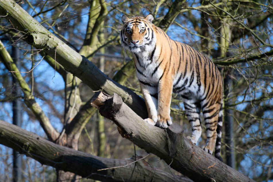 Tiger Vitali sonnt sich auf einem Ast in der Sonne.
