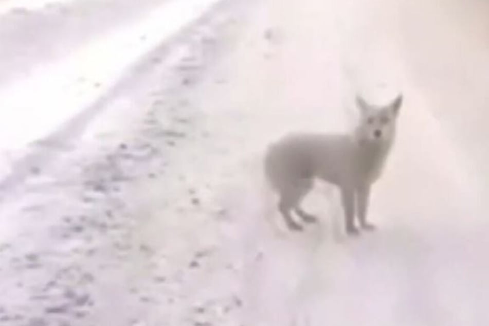 Der Hund soll seit Monaten nahe des russischen Dorfes Kuskun ausharren.