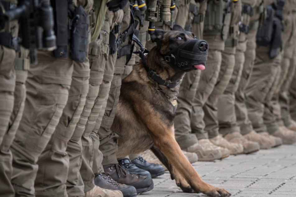 Im richtigen Moment abgedrückt: Das Foto mit Polizeihund "Whiskey" begeisterte die Jury.