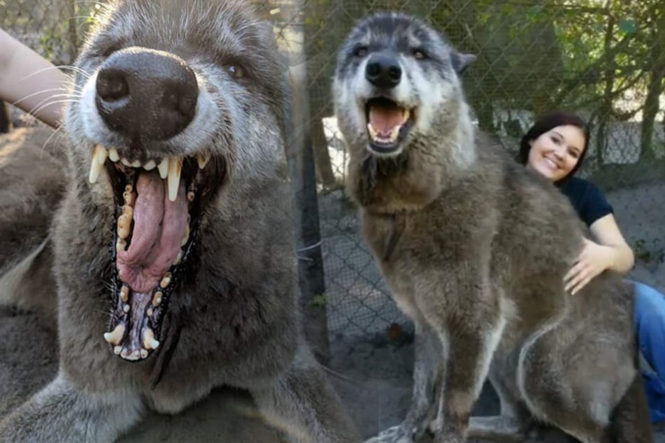 Yuki ist ein Wolfs-Mix und mittlerweile ein riesiger Vierbeiner.