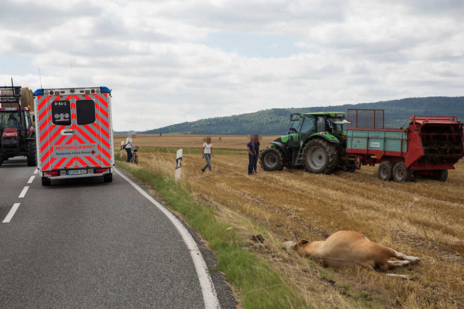 Das Tier musste getötet werden, nachdem es den Polizisten angriff.