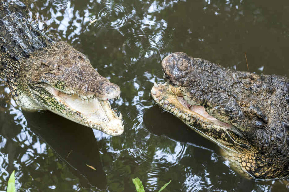 In Indonesien sind zwei Menschen nach einem Krokodil-Angriff gestorben. (Symbolbild)