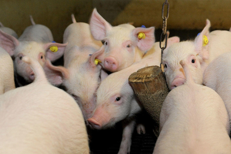 Auch Fleisch würde mit Erhöhung der Mehrwertsteuer teurer werden.