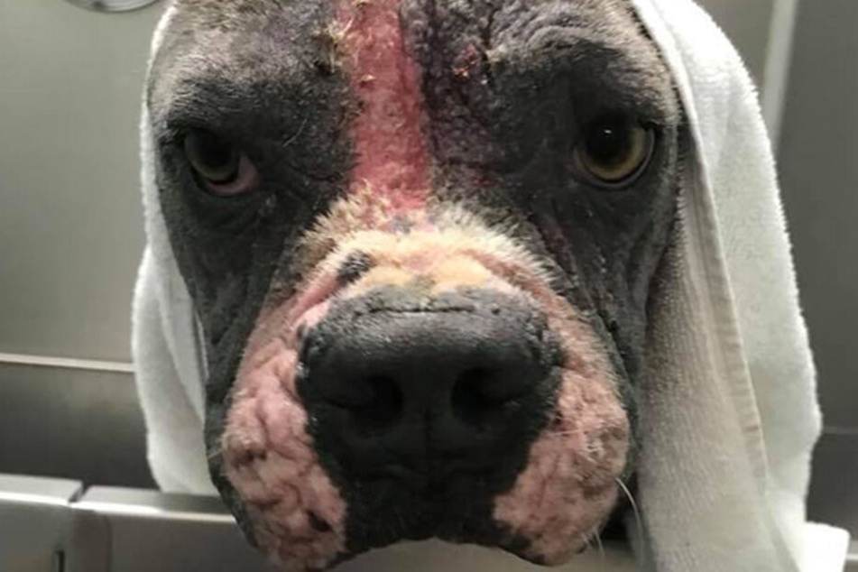 Hund "Meatloaf" war bei seiner Rettung in einem schrecklichen Zustand.