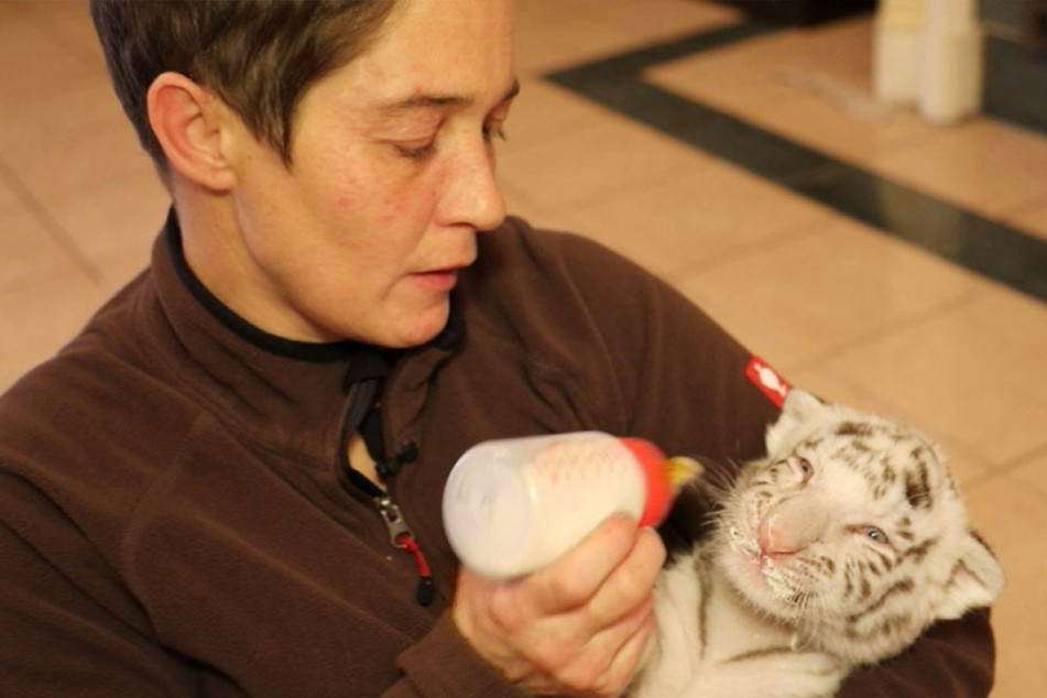 Jeannette Wurms hat sich liebevoll um die kleinen Tigerbabys gekümmert.