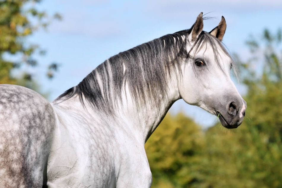 Das Pferd hatte offenbar keine Lust, zur Koppel zu gehen. (Symbolbild)