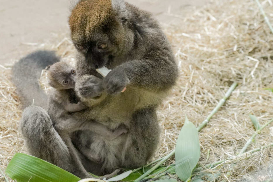 Das kleine Tierbaby ist noch sehr anhänglich.