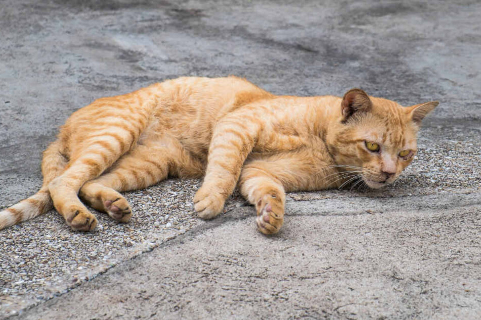 In Freiberg ist eine Katze beschossen worden (Symbolbild).