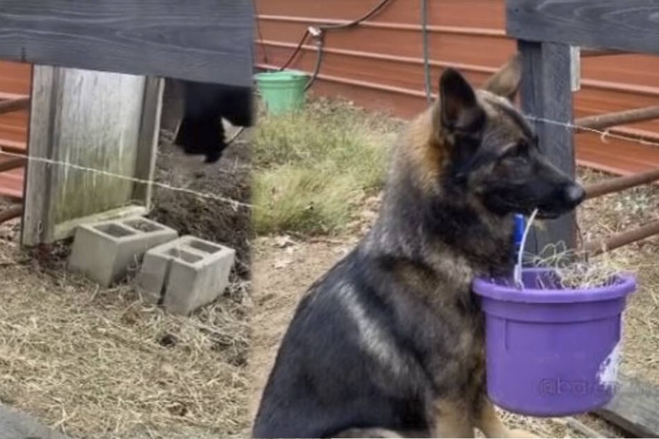 Was hat dieser süße Hund denn mit dem Futtereimer vor?