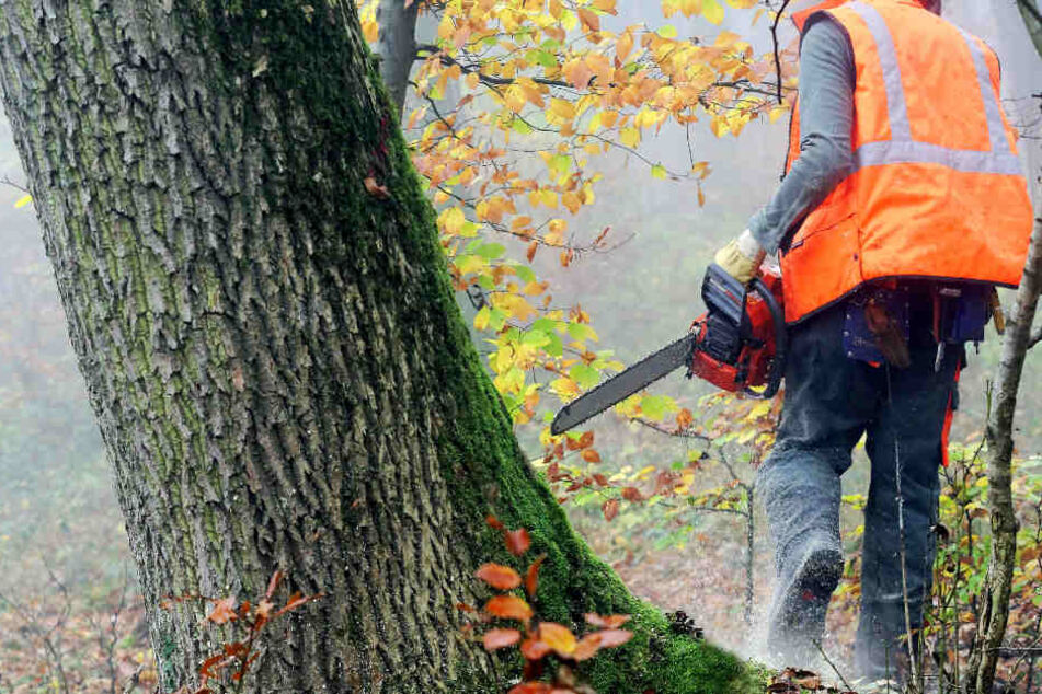 Das Unglück ereignete sich bei Baumfällarbeiten (Symbolbild).