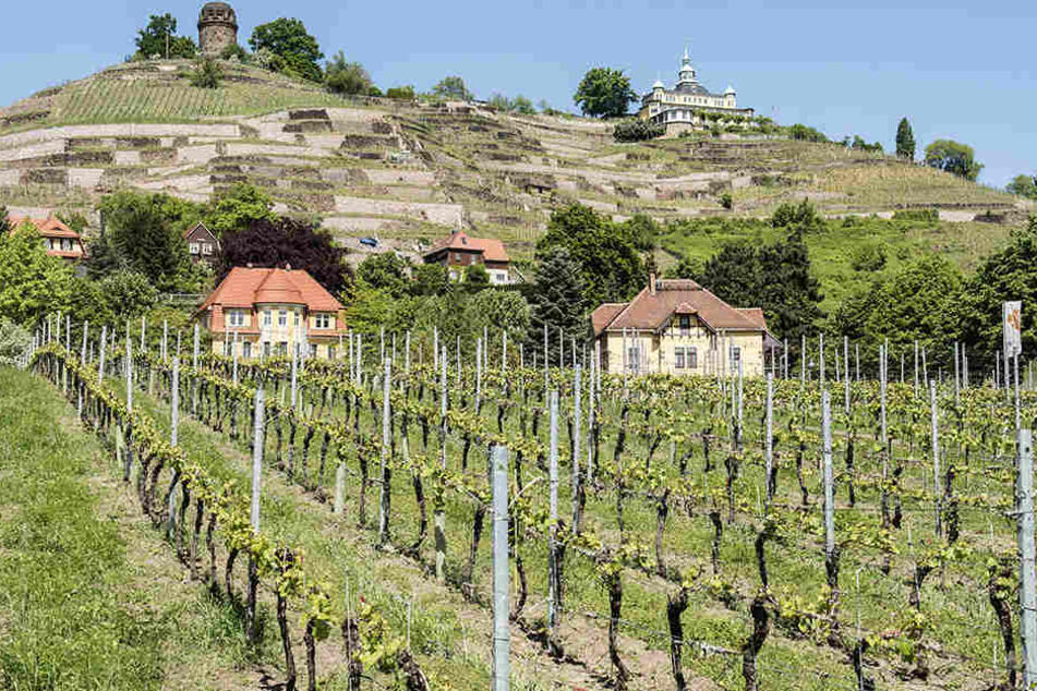 In Traubenproben von zwei sächsischen Erzeugern sind Rückstände eines im Weinbau verbotenen Pflanzenschutzmittels entdeckt worden. (Archivbild).
