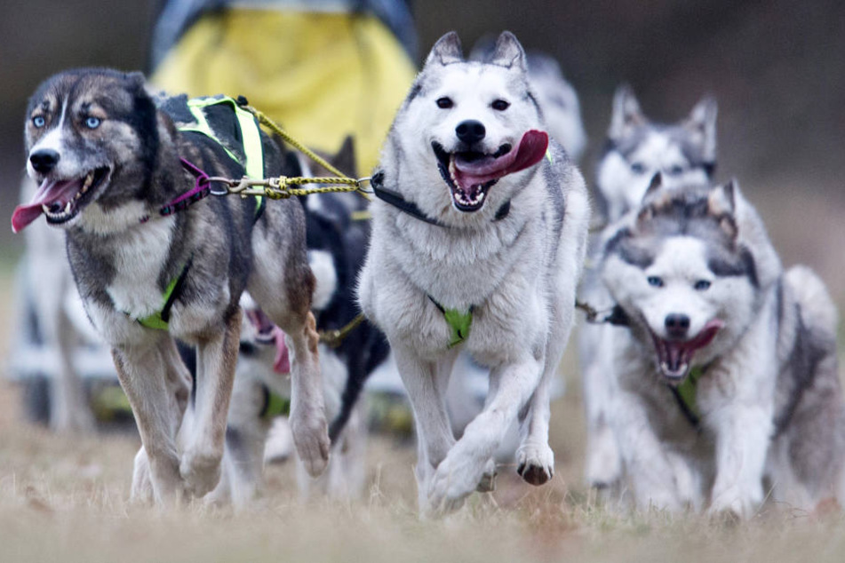 Eigentlich lieben sie die Kälte: 300 reinrassige Schlittenhunde treffen sich am Samstag und Sonntag im Gartenreich Dessau-Wörlitz. (Symbolbild)