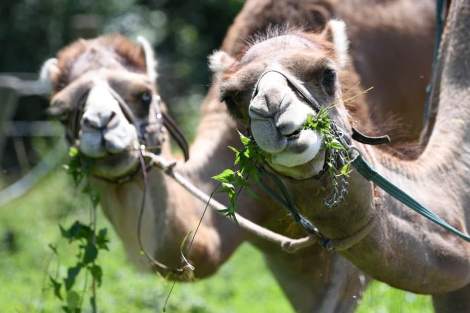Wenn's um die Schönheit geht, dürfen saudische Kamele keine dicke Lippe riskieren.