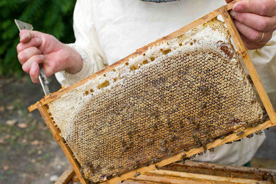 In Hiddesen haben unbekannte Täter den Bienenstock auf einer Plantage gestohlen (Symbolbild).