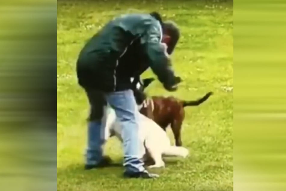 Aggressiv prügelte der 51-Jährige auf den Hund ein.
