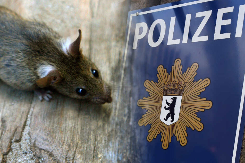In zwei Polizeigebäuden in der Kruppstraße in Moabit und einem Gebäude in der Wedekindstraße in Friedrichshain wurde Rattenbefall festgestellt. (Bildmontage)