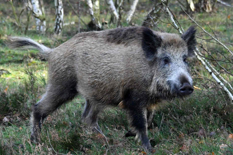 Die Jäger wollen Verbesserungen bei der Jagd auf Wildschweine. (Symbolbild)