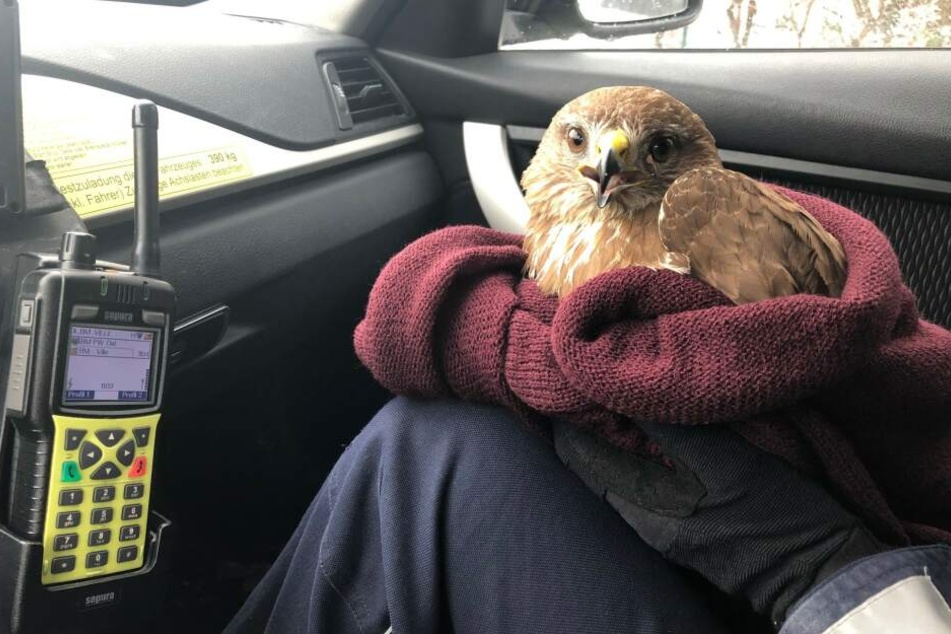 Das Tier kam in den Streifenwagen der Polizei.
