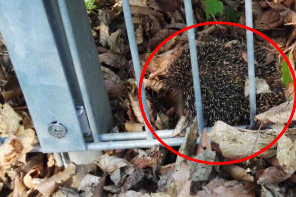 Der kleine Igel konnte wohlbehalten aus seiner misslichen Lage befreit werden.