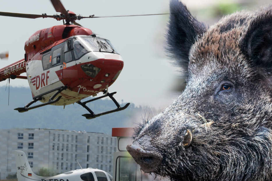 Wildschwein eskaliert und Polizei setzt sogar Hubschrauber ein. (Fotomontage)