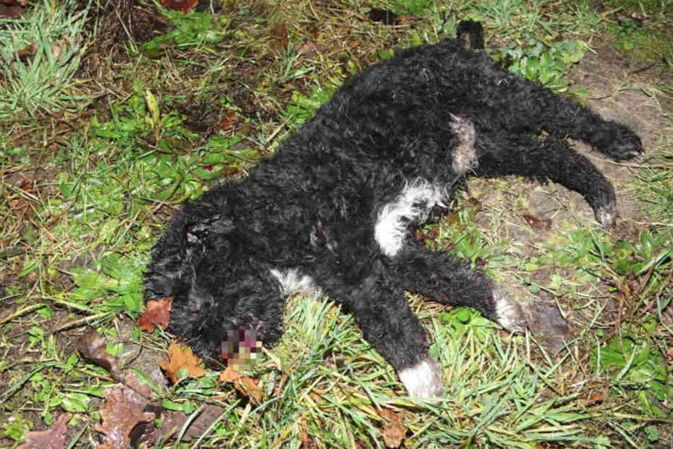Der kleine Hund wurde so lange verprügelt, bis er reglos liegen blieb.