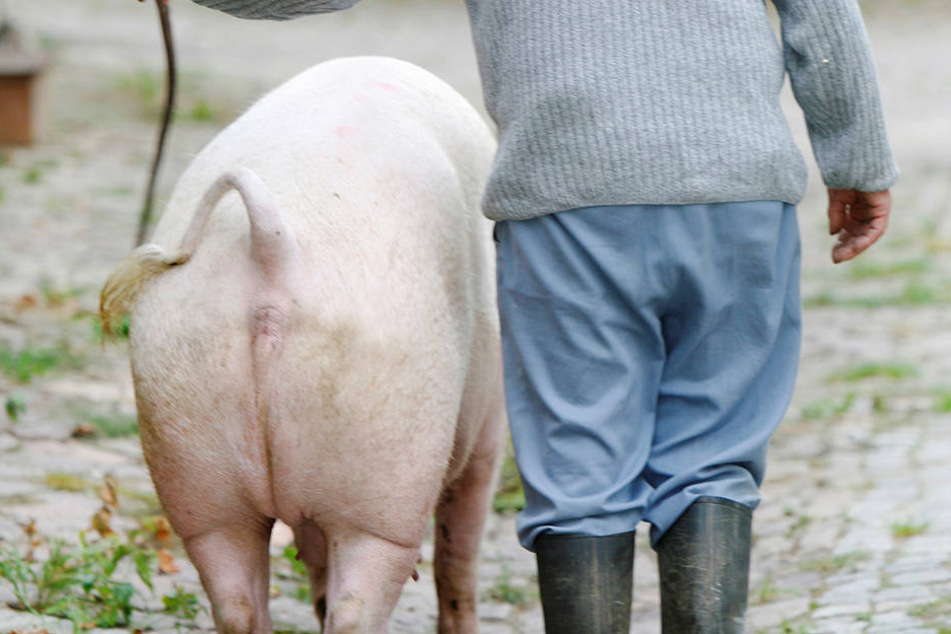 Das Meißner (Land-)Schwein zeigt sich von seiner besten Schinkenseite.