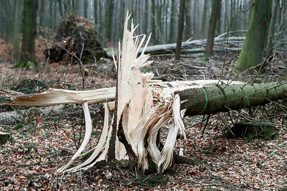 Ein umgeknickter Baum liegt im Zellwald bei Freiberg. Das Hitzejahr 2018 hat Sachsens Wälder extrem geschwächt, jetzt greift der Borkenkäfer an.